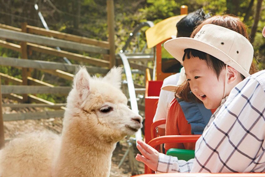 Picture 4 for Activity From Seoul: Alpaca Farm with Rail bike/ Luge Racing