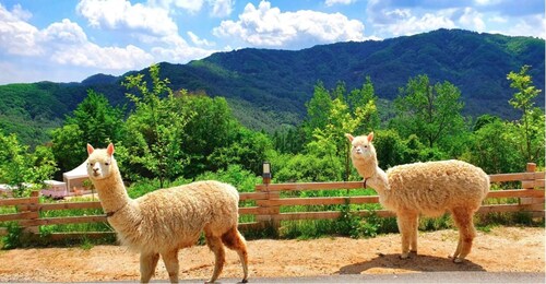 Desde Seúl: Granja de alpacas con bicicleta de raíl/ Carreras de trineos