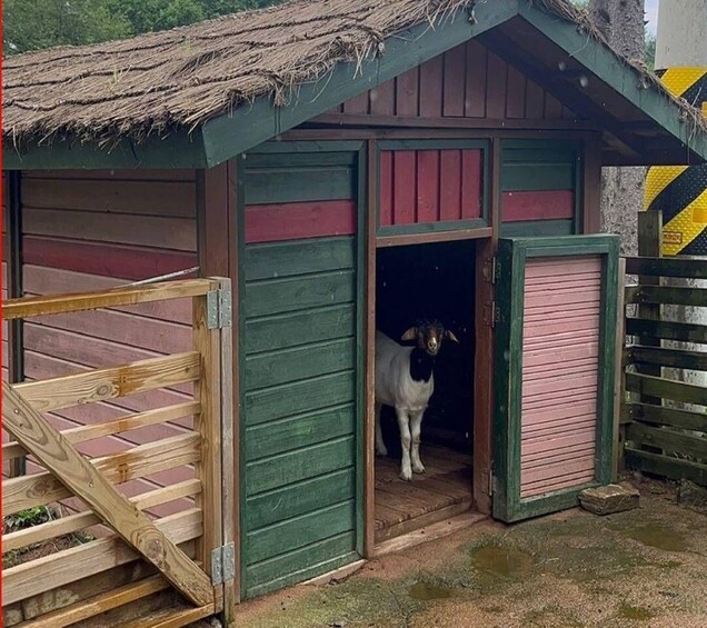 Picture 11 for Activity From Seoul: Alpaca Farm with Rail bike/ Luge Racing