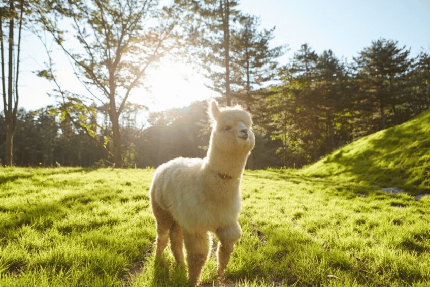 Picture 7 for Activity From Seoul: Alpaca Farm with Rail bike/ Luge Racing