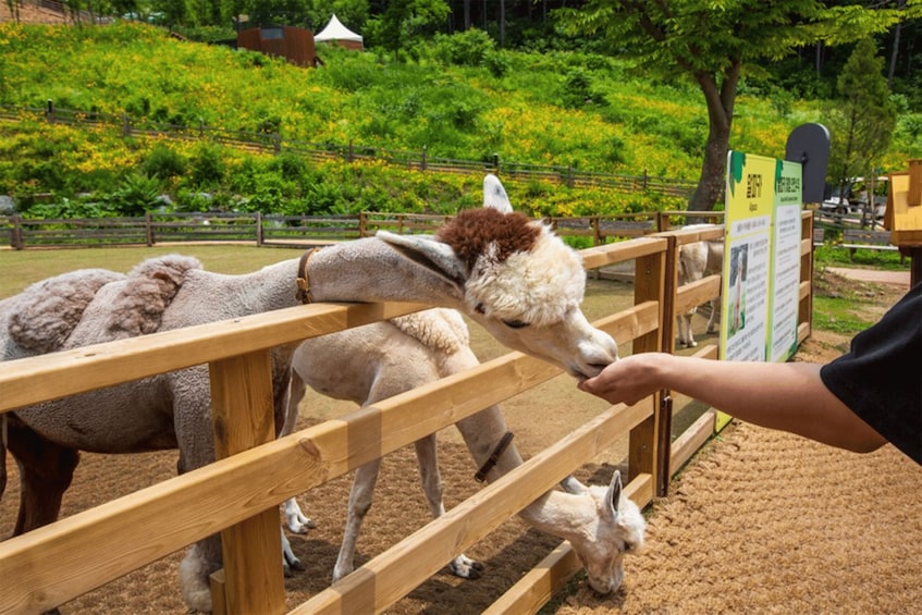 Picture 5 for Activity From Seoul: Alpaca Farm with Rail bike/ Luge Racing