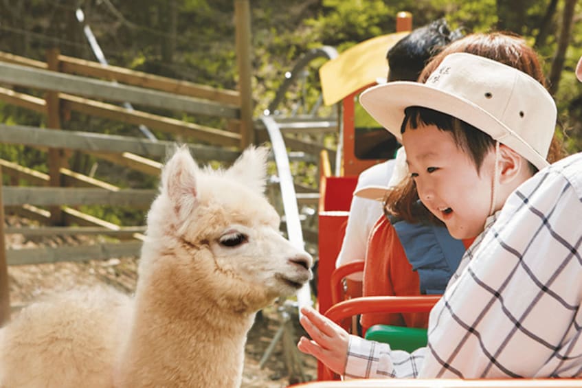 Picture 2 for Activity From Seoul: Alpaca Farm with Rail bike/ Luge Racing