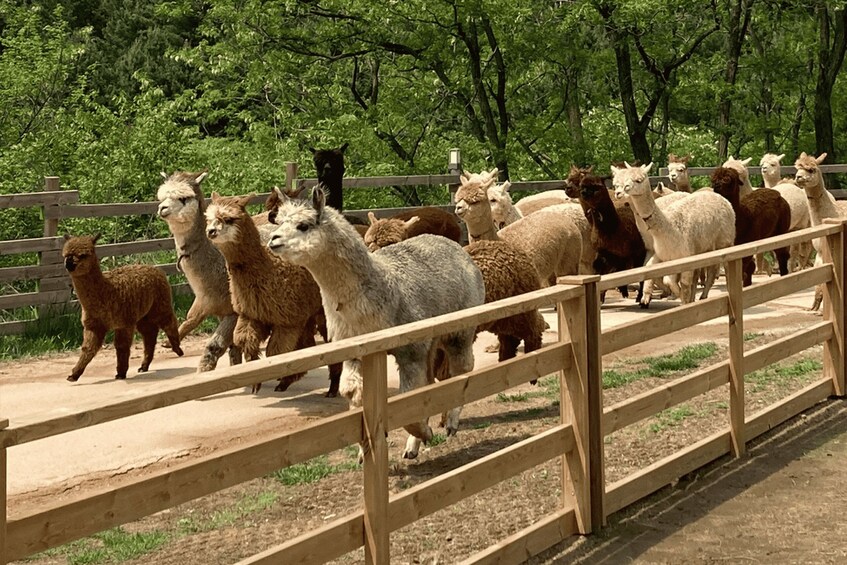 Picture 4 for Activity From Seoul: Alpaca Farm with Rail bike/ Luge Racing