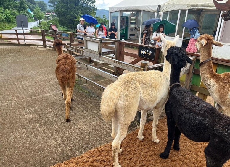 Picture 6 for Activity From Seoul: Alpaca Farm with Rail bike/ Luge Racing