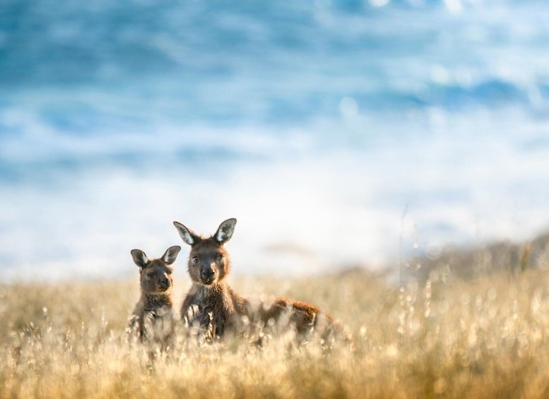 Picture 1 for Activity Kangaroo Island Lighthouse, Kangaroos and Wine Tasting