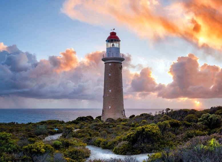 Kangaroo Island Lighthouse, Kangaroos and Wine Tasting