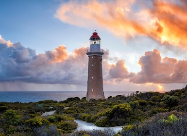 Kangaroo Island Lighthouse, Kangaroos and Wine Tasting