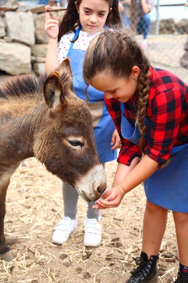 Picture 3 for Activity Agüimes : Be a farmer for the day at La Jaira de Ana