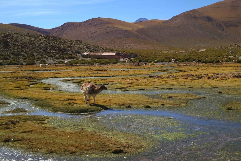 Picture 1 for Activity From San Pedro de Atacama: Geysers del Tatio Half-Day Tour