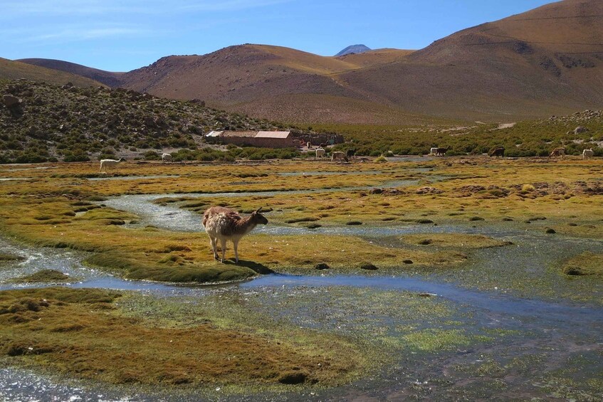 Picture 1 for Activity From San Pedro de Atacama: Geysers del Tatio Half-Day Tour