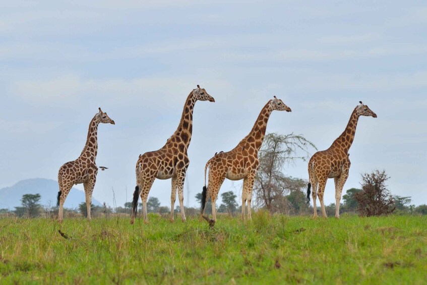 Picture 6 for Activity Uganda: 4 Day Wildlife Safari in Murchison Falls Park