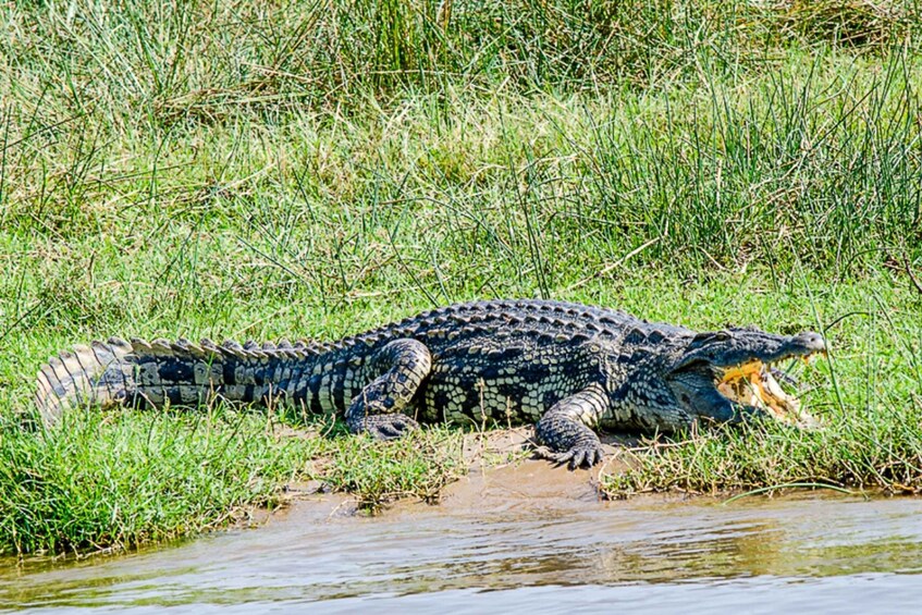 Picture 7 for Activity Uganda: 4 Day Wildlife Safari in Murchison Falls Park