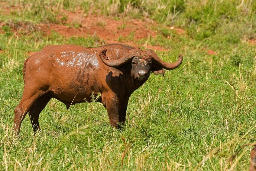 Picture 3 for Activity Uganda: 4 Day Wildlife Safari in Murchison Falls Park