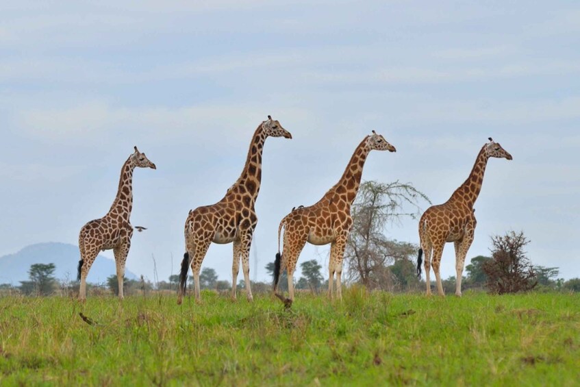 Picture 6 for Activity Uganda: 4 Day Wildlife Safari in Murchison Falls Park