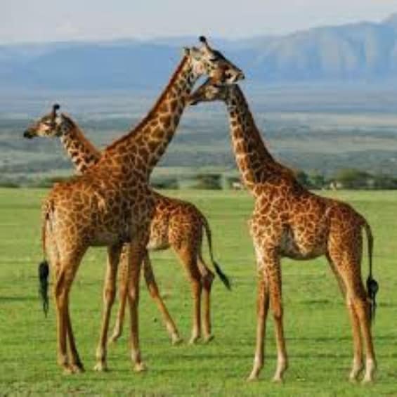 Picture 3 for Activity From Nairobi: 3-Day Maasai Mara Small Group Safari by 4WD