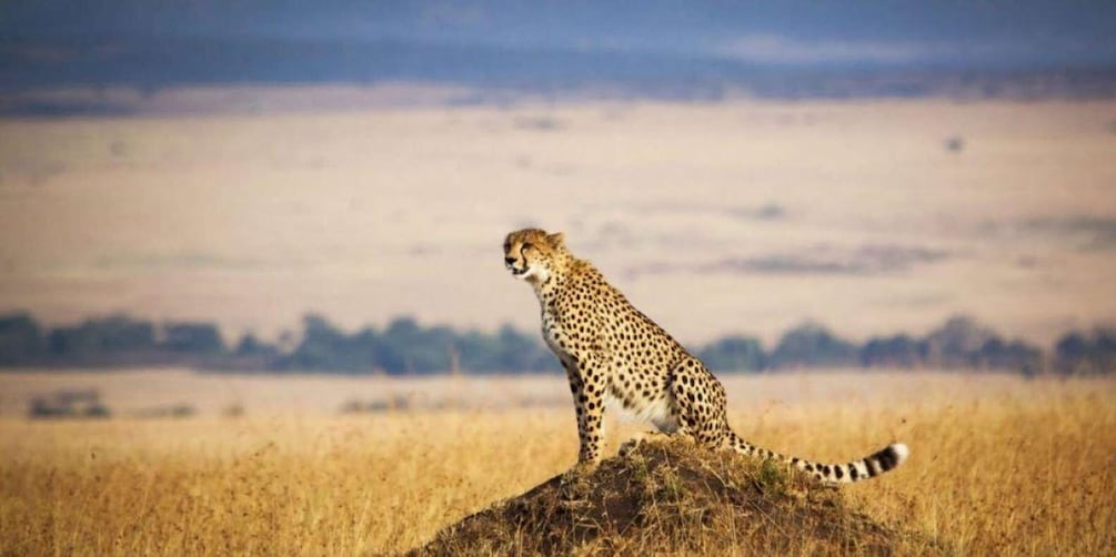 Picture 2 for Activity From Nairobi: 3-Day Maasai Mara Small-Group Safari by 4WD