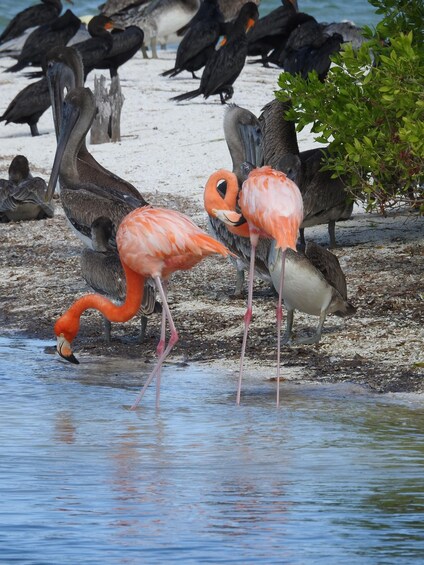 Picture 3 for Activity Holbox: Yalahau, Passion Island and Punta Mosquito Boat Tour