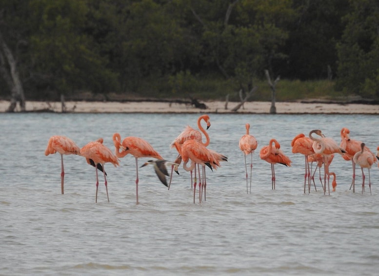 Picture 1 for Activity Holbox: Yalahau, Passion Island and Punta Mosquito Boat Tour