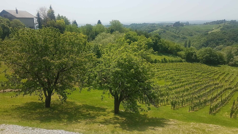 Picture 4 for Activity Wine & Food tour of Plešivica near Zagreb