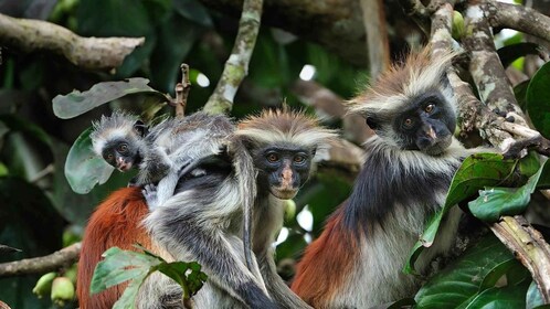 Zanzibar : Visite privée de la forêt de Jozani et de Blue Lagoon