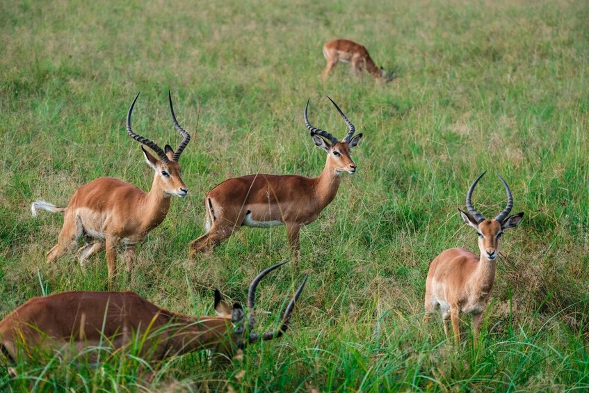 4 days great Serengeti migration safari