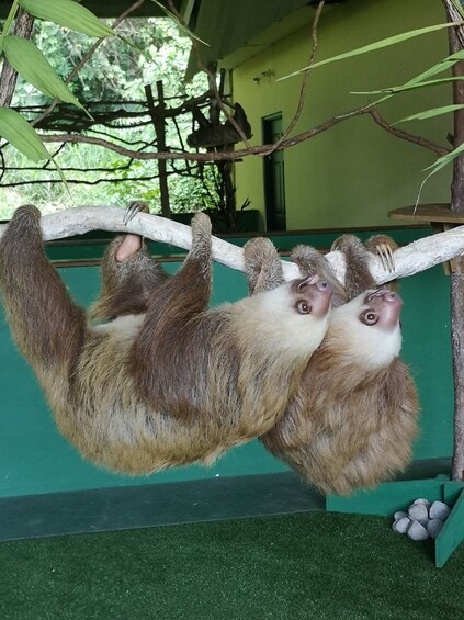 Picture 6 for Activity From Panama City: Aerial Tram and Sloth Sanctuary Tour