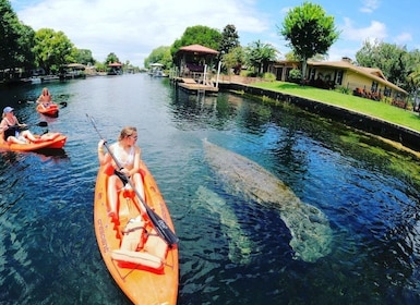 Crystal River: Kayak Rental