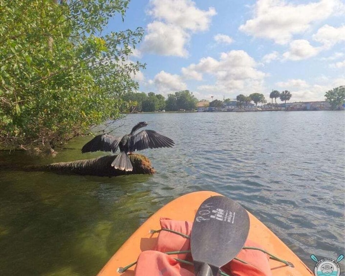 Picture 9 for Activity Crystal River: Kayak Rental