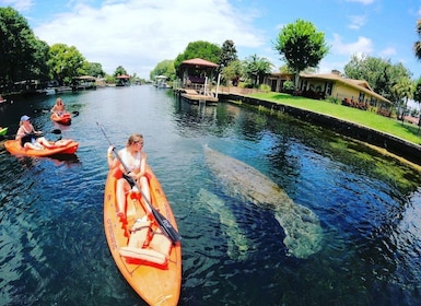 Crystal River: Kayak Rental