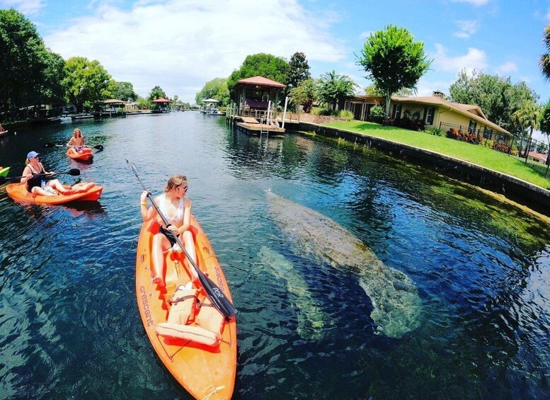 Crystal River: Kayak Rental