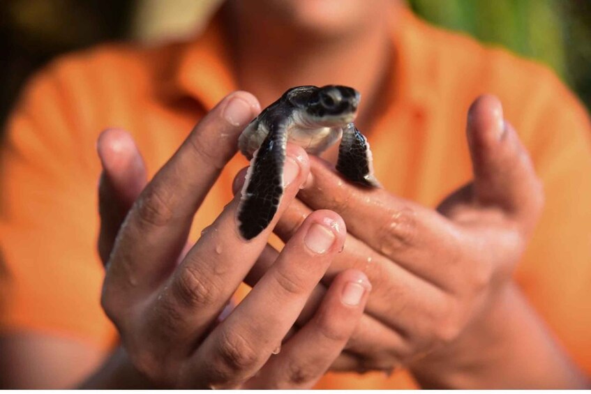 Picture 3 for Activity From Kalutara: Madu River Safari & Turtle Hatchery Visit