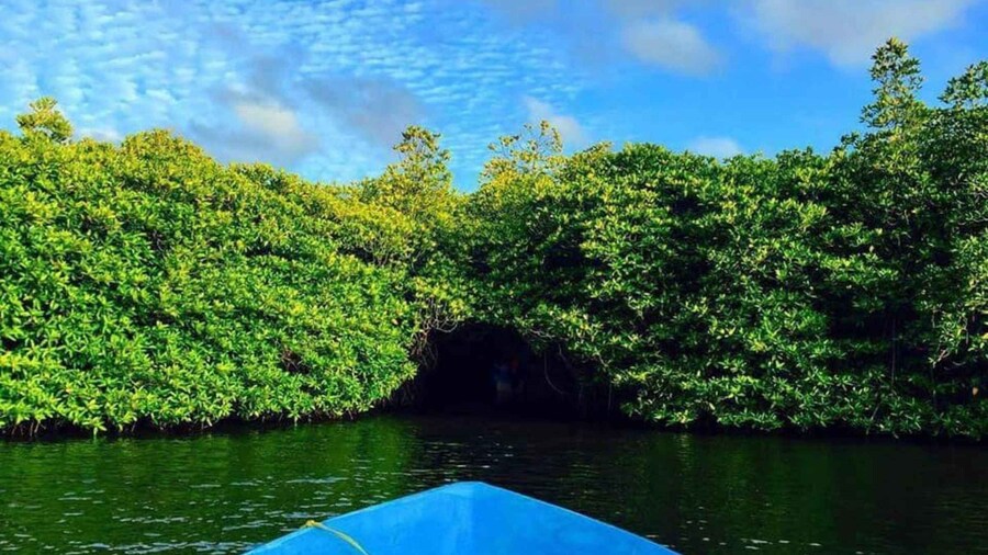 From Kalutara: Exclusive Madu River Safari & Turtle Hatchery