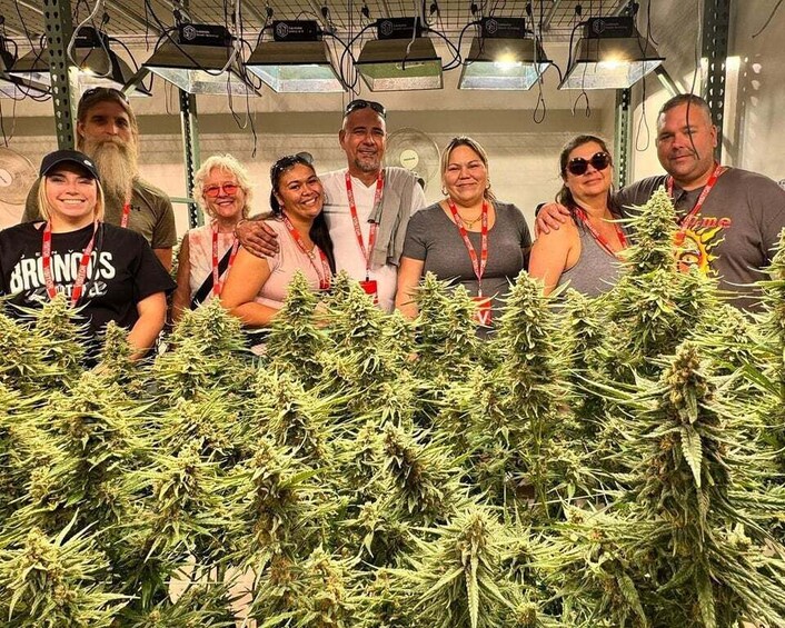 Picture 2 for Activity Denver: Cannabis Tour with Grow Facility Access