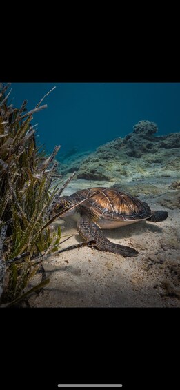 Picture 1 for Activity Protaras: Discover Scuba Diving (For Beginners)