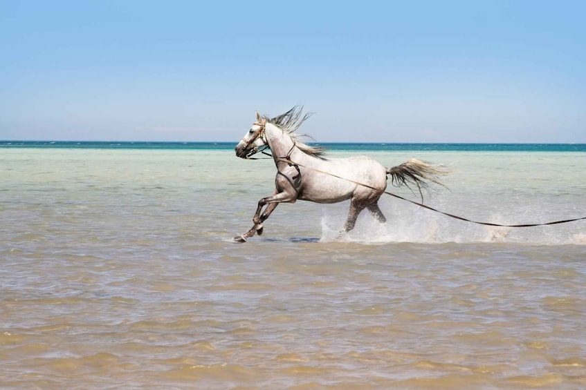 Picture 3 for Activity Hurghada: Horse Ride Along the Sea & Desert with Transfers