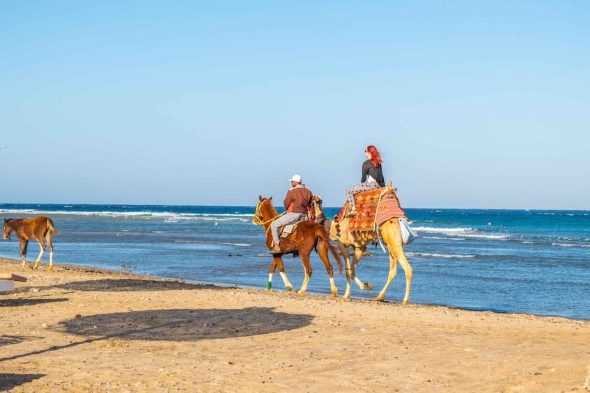 Picture 1 for Activity Hurghada: Horse Ride Along the Sea & Desert with Transfers