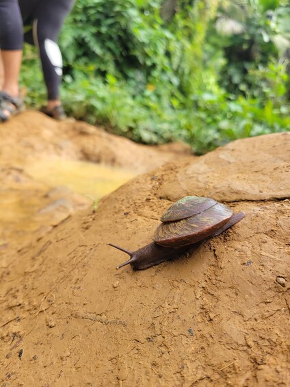 Picture 14 for Activity From San Juan: El Yunque Rainforest & Luquillo Tour