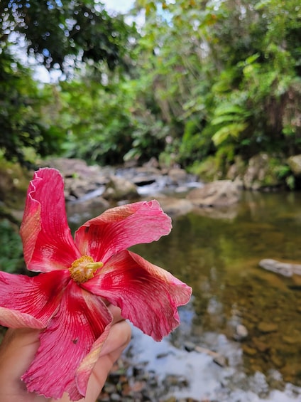 Picture 13 for Activity From San Juan: El Yunque Rainforest & Luquillo Tour