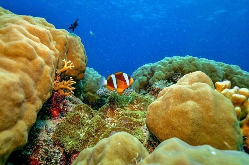 Great Barrier Reef with Cultural Guides-Dreamtime Dive & Snorkel