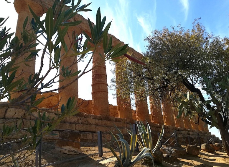 Picture 8 for Activity Agrigento: Valley of the Temples Private Tour