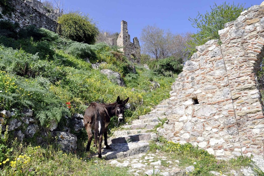 Picture 12 for Activity Mystras Castle Town, Sparta, Olive Museum Private Day Tour