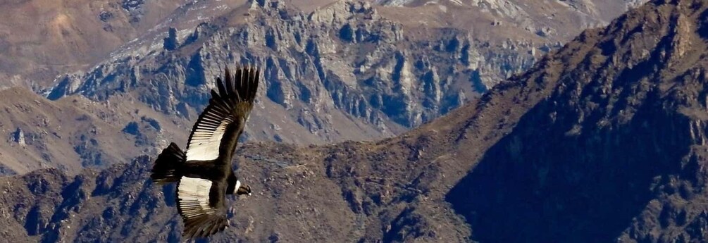 Picture 5 for Activity From Arequipa: Excursion to the Colca Canyon ending in Puno