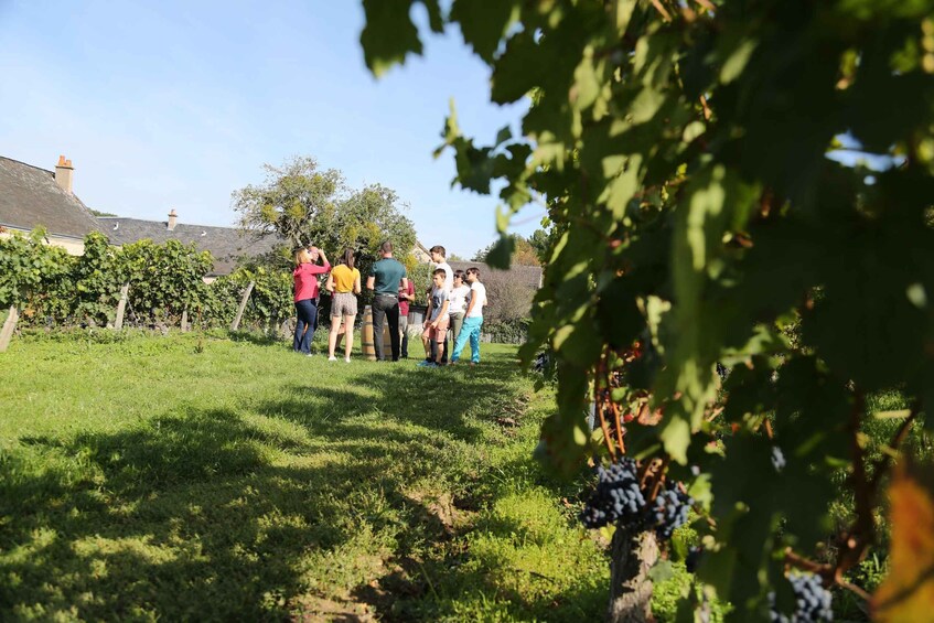 Picture 3 for Activity Full day wine tour with lunch at the winery : Vouvray&Chinon