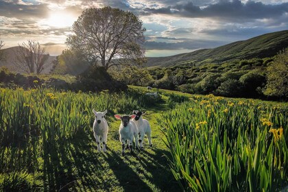 Dingle: HIdden Peninsula Photo And Sightseeing Tour