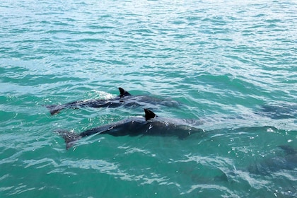 Muscat: 2-Hour Dolphin Watching Experience
