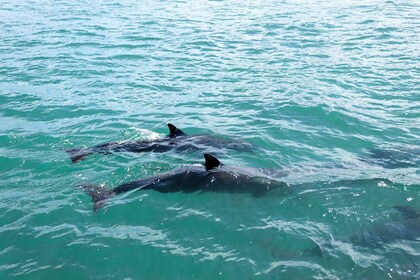 Muscat: 2-Hour Dolphin Watching Experience