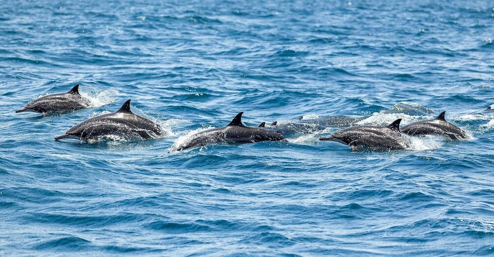 Picture 2 for Activity Muscat: 2-Hour Dolphin Watching Experience