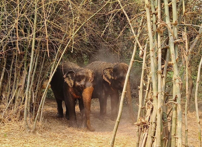 Picture 6 for Activity Cambodia Elephants Haft Day Experiences from Siem Reap