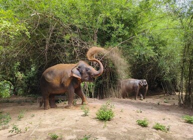 Cambodia Elephants Haft Day Experiences from Siem Reap