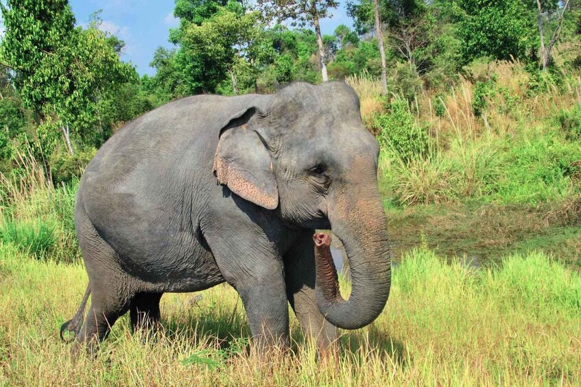 Picture 2 for Activity Cambodia Elephants Haft Day Experiences from Siem Reap